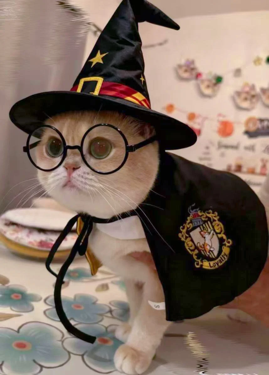 A cat dressed as a wizard, wearing round glasses, a black wizard hat with stars, and a black cape with a crest, sitting on a table with floral tablecloth.