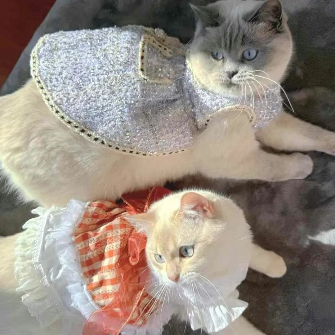Two cats lying on a surface, one white with a red and white checkered dress, and one gray with a sparkling silver dress.