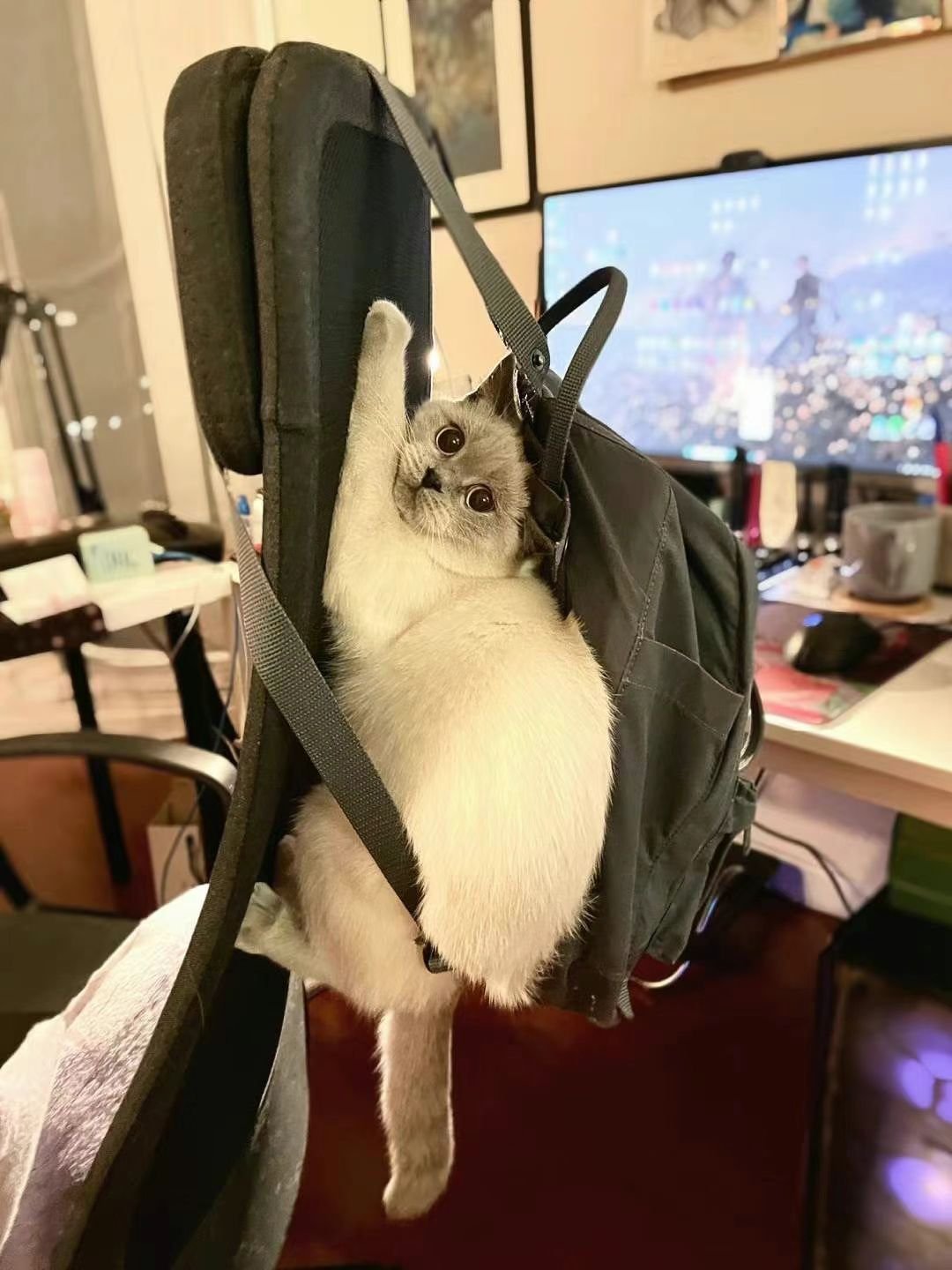 A cat climbing on a backpack hanging on a chair in a room with a computer monitor, desk, and framed pictures.