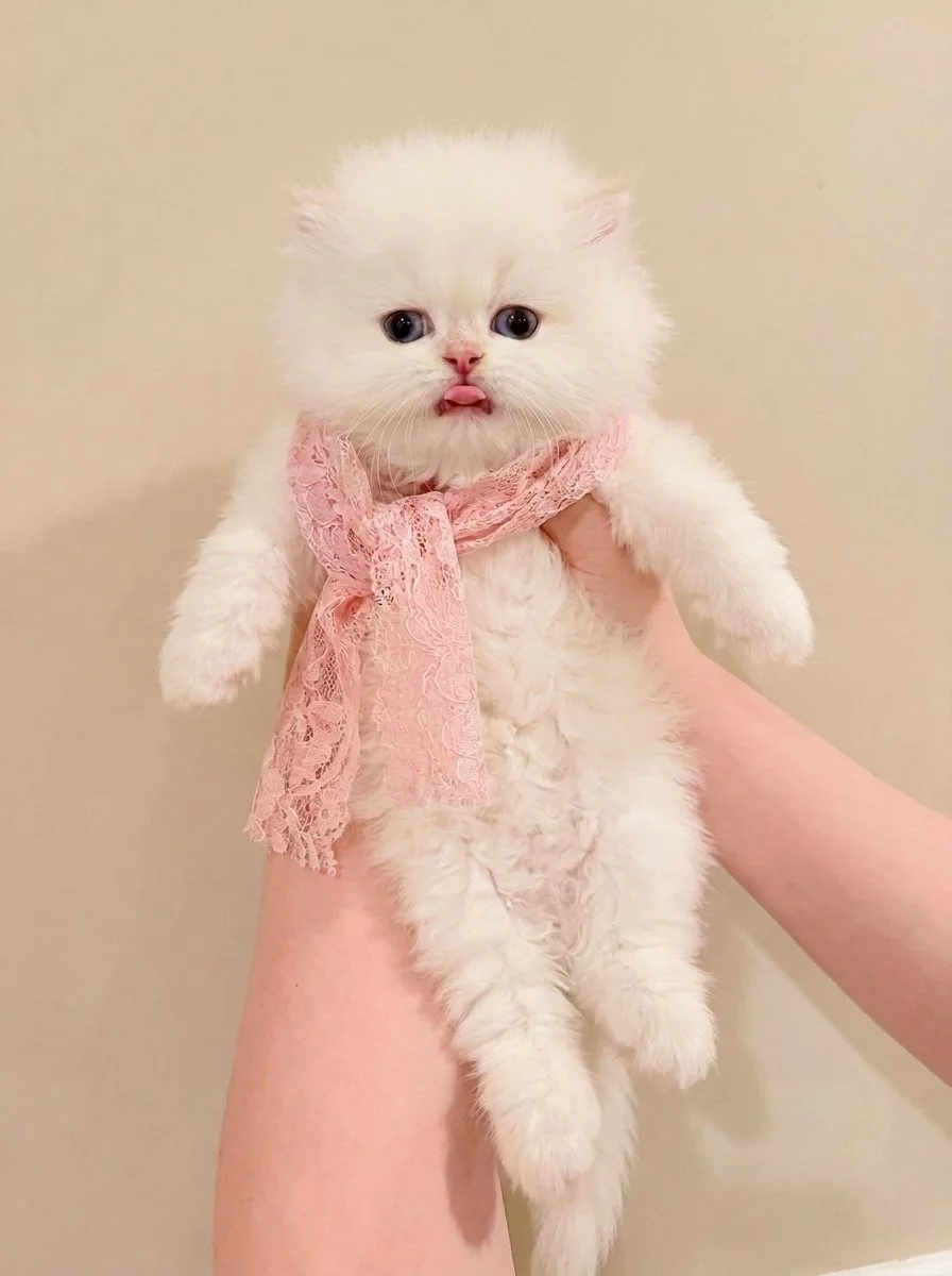 小猫吐舌头.jpeg