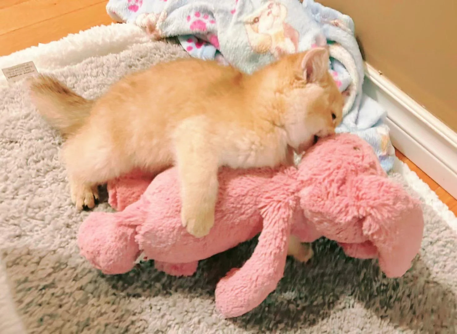 A light orange kitten playing with a stuffed pink animal toy on a beige carpet near a wall.