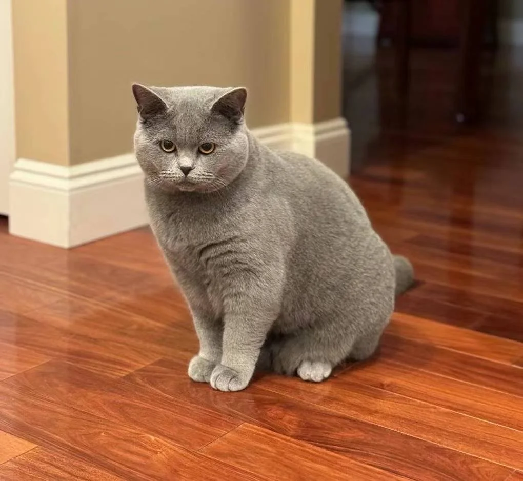A gray British Shorthair cat sitting on a polished wooden floor indoors