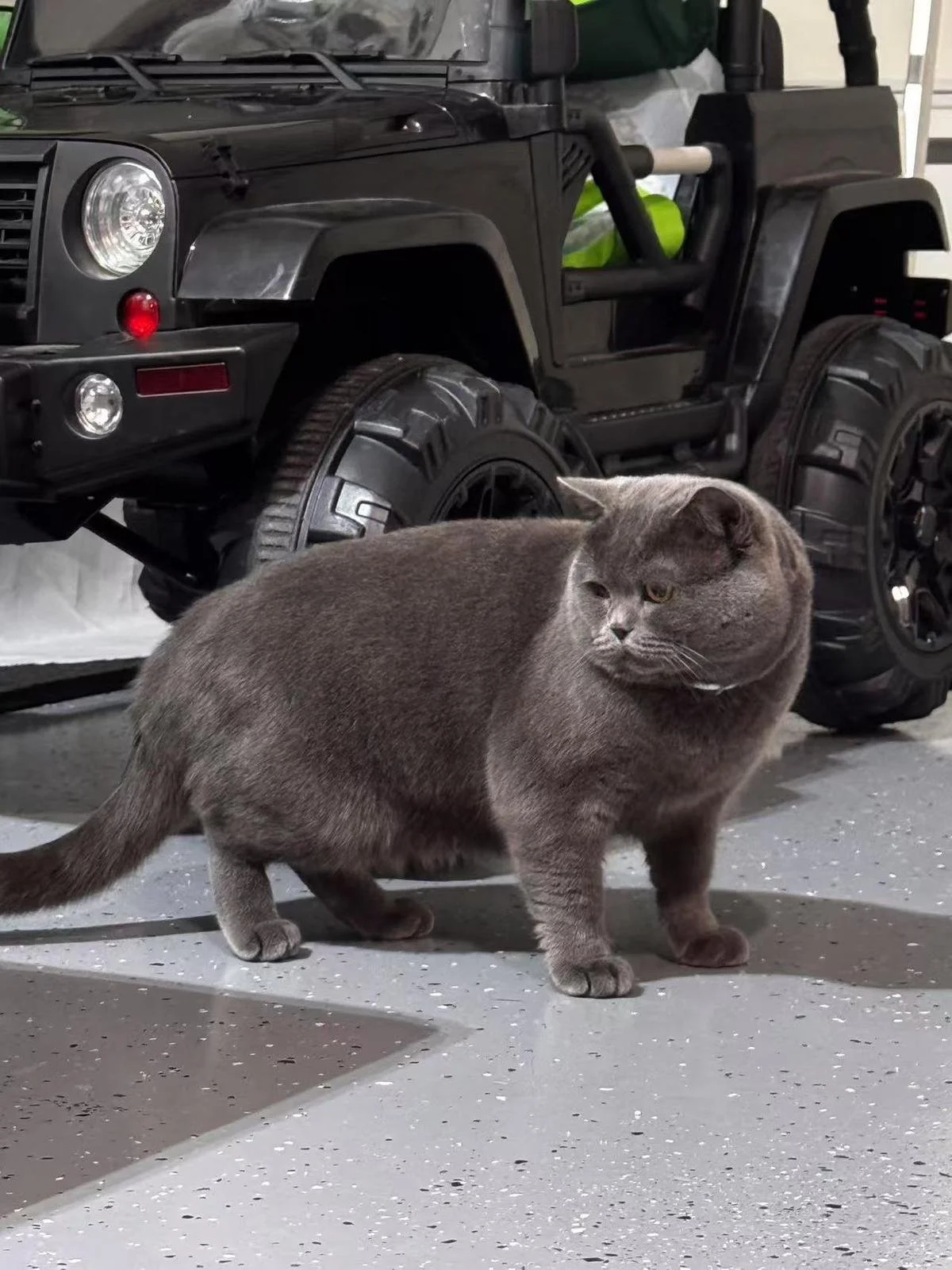 A gray British Shorthair cat standing on a speckled concrete floor next to a black toy car, in a garage or similar setting.