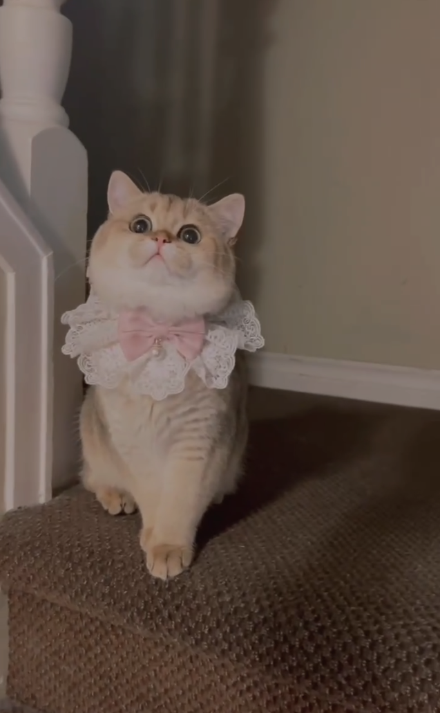 A cute cat wearing a lace collar with a pink bow sits on a brown carpeted staircase, looking up with wide eyes in a cozy indoor setting.