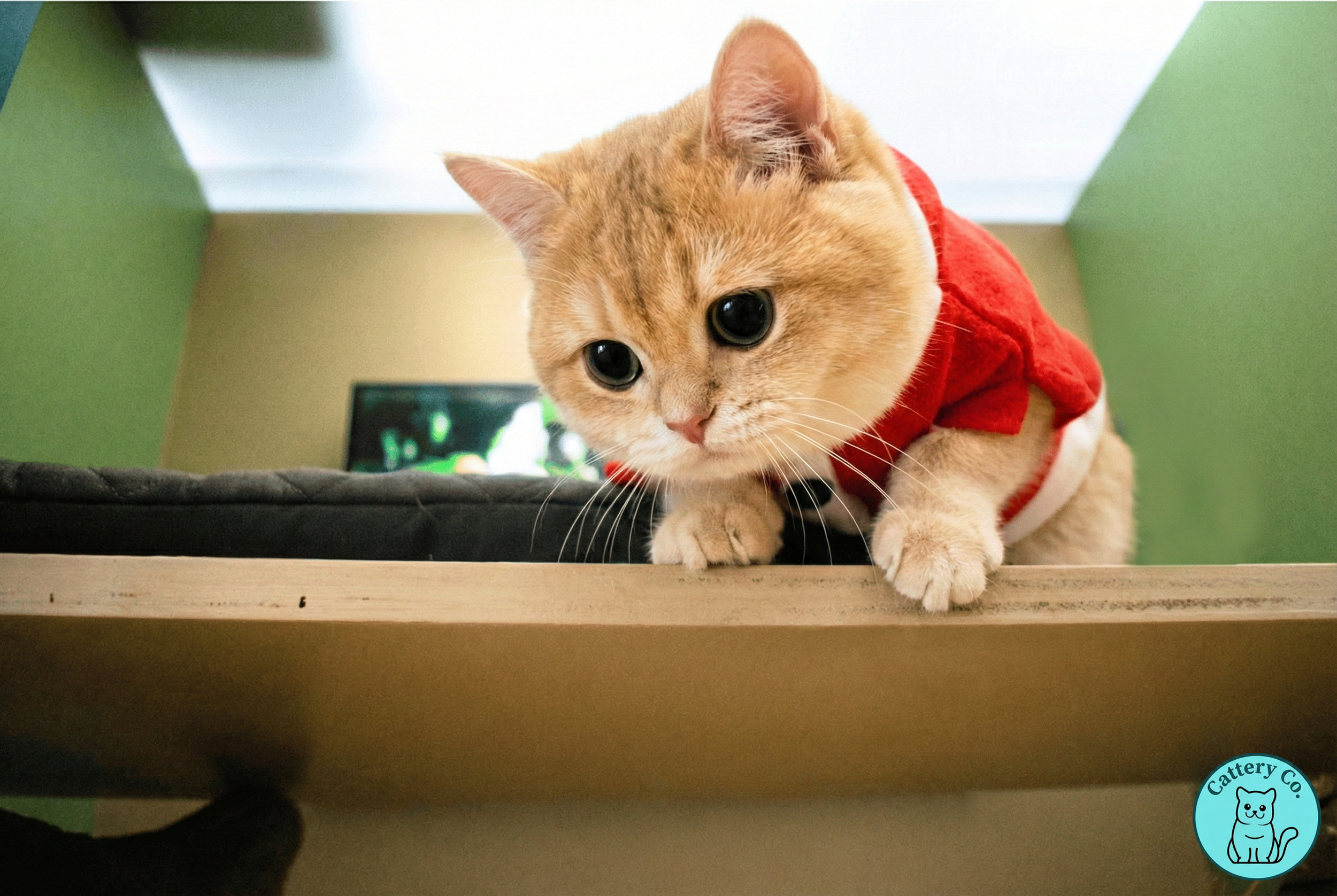 A ginger cat wearing a red outfit with a white trim, looking down from a table or shelf with big, curious eyes.