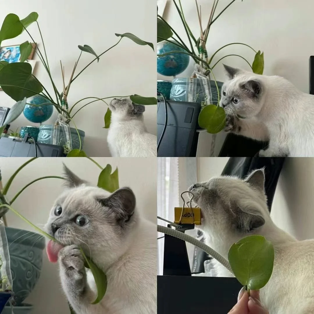 A white cat with blue eyes playing with a green houseplant in four different posed photos.