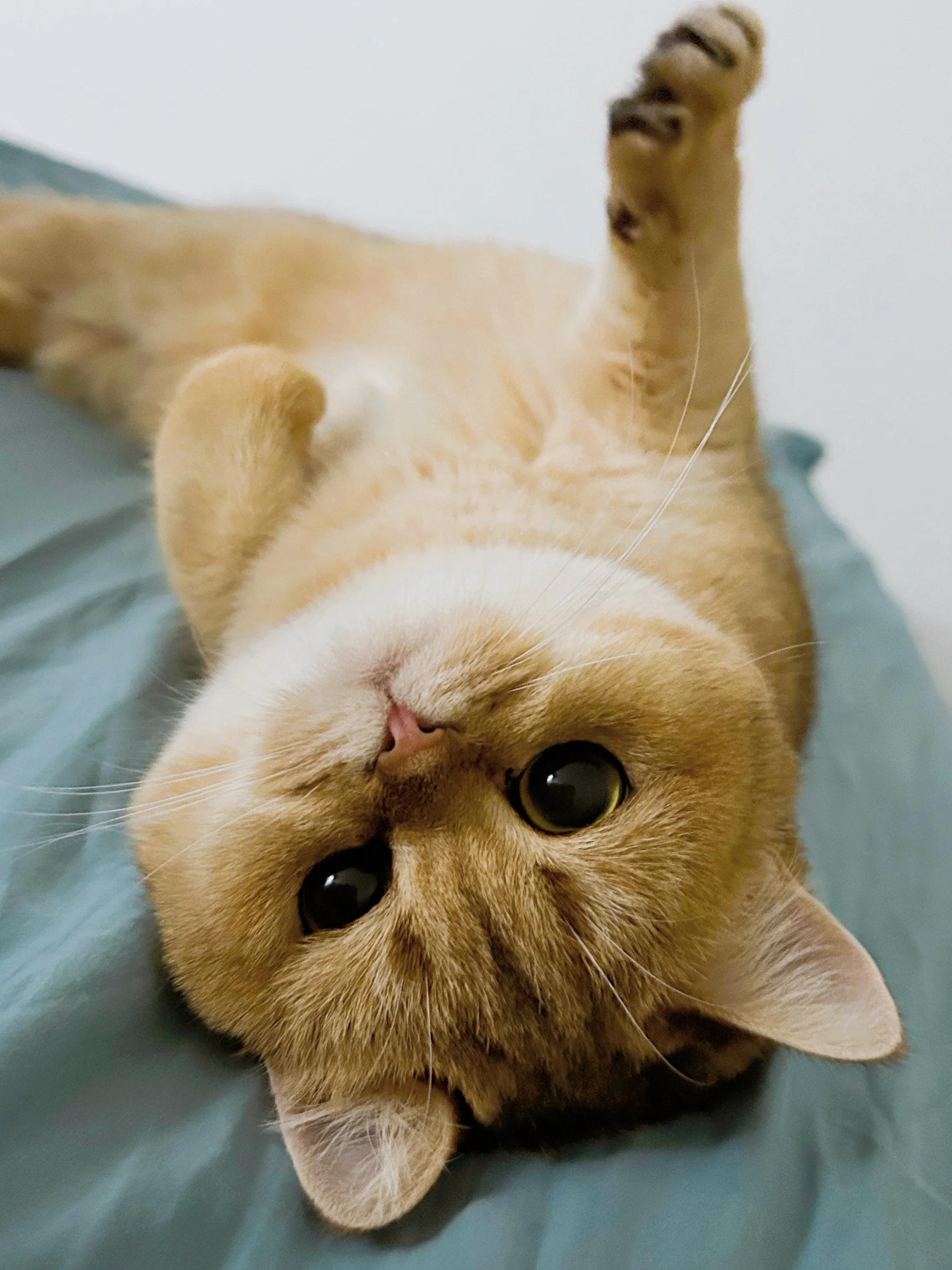 Close-up of an orange tabby cat lying on its back with one eye closed and one eye open, on a light blue surface.
