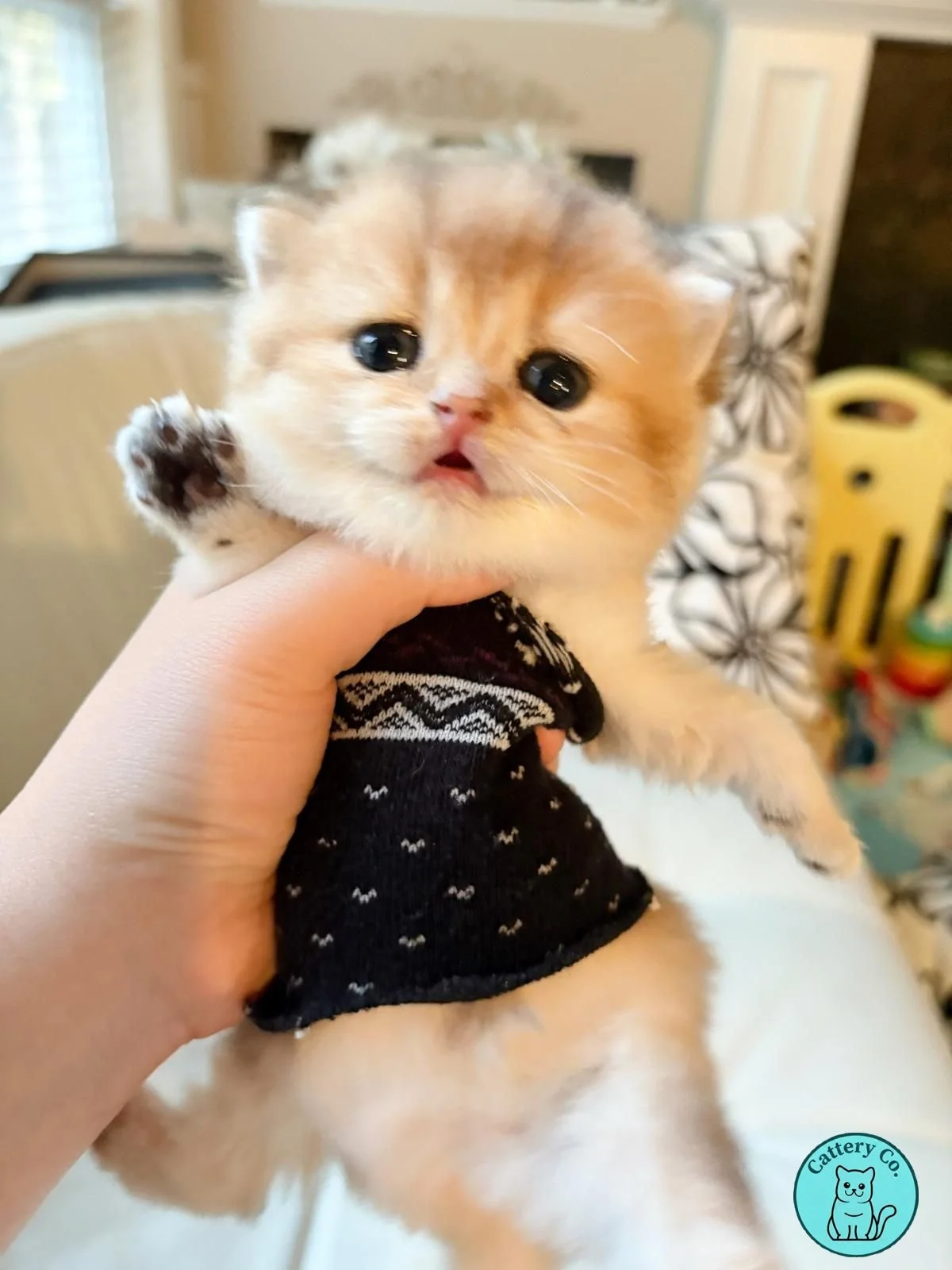 WhatsApp Image 2026-01-20 at 5.18.48 PM.jpeg