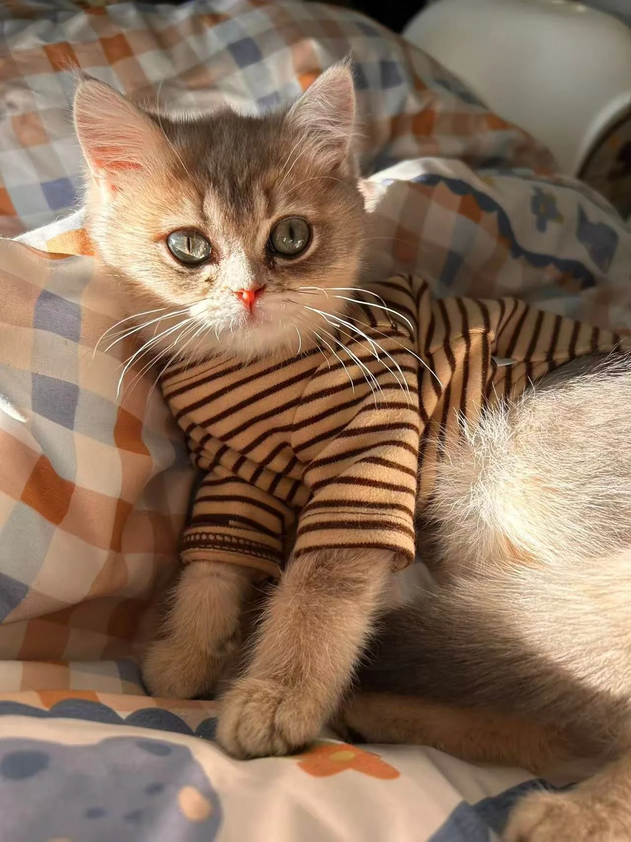 A cute gray and white kitten wearing a brown and black striped shirt, lying on a multicolored checkered blanket