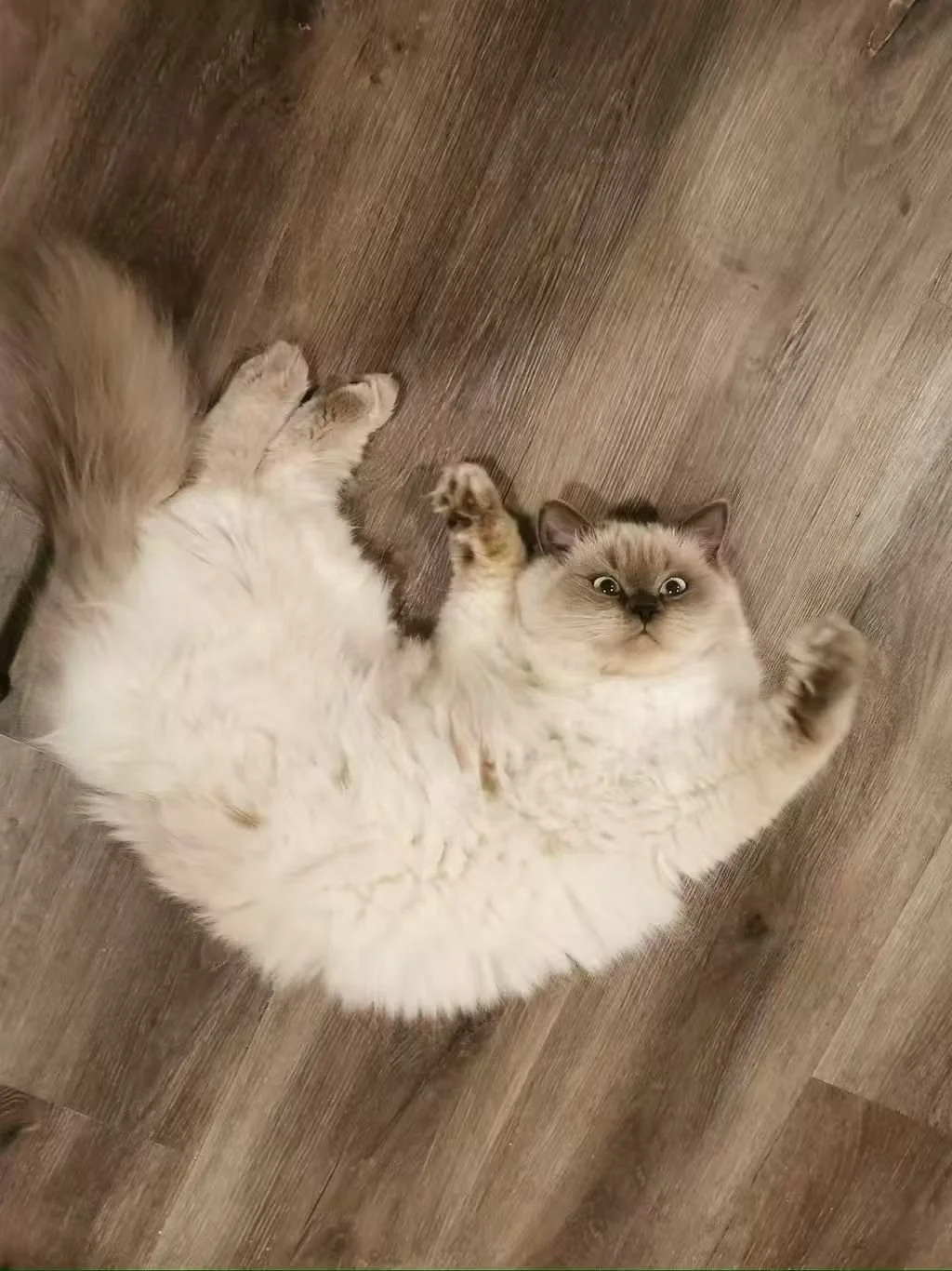 A fluffy, cream-colored cat lying on its back on a wooden floor, looking up with its paws raised.