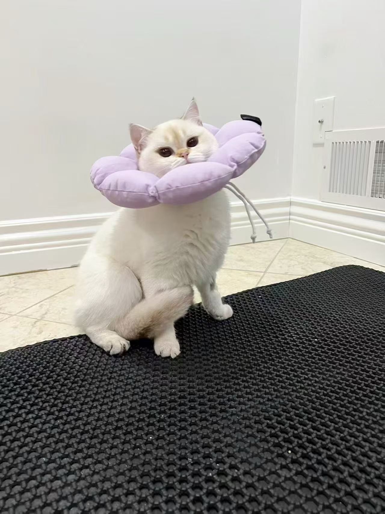 A white cat with light brown markings sitting on a black rug inside a house. The cat is wearing a purple plush collar that resembles a flower or cloud around its neck. The background includes a white wall, white baseboards, a floor vent, and an electrical outlet.