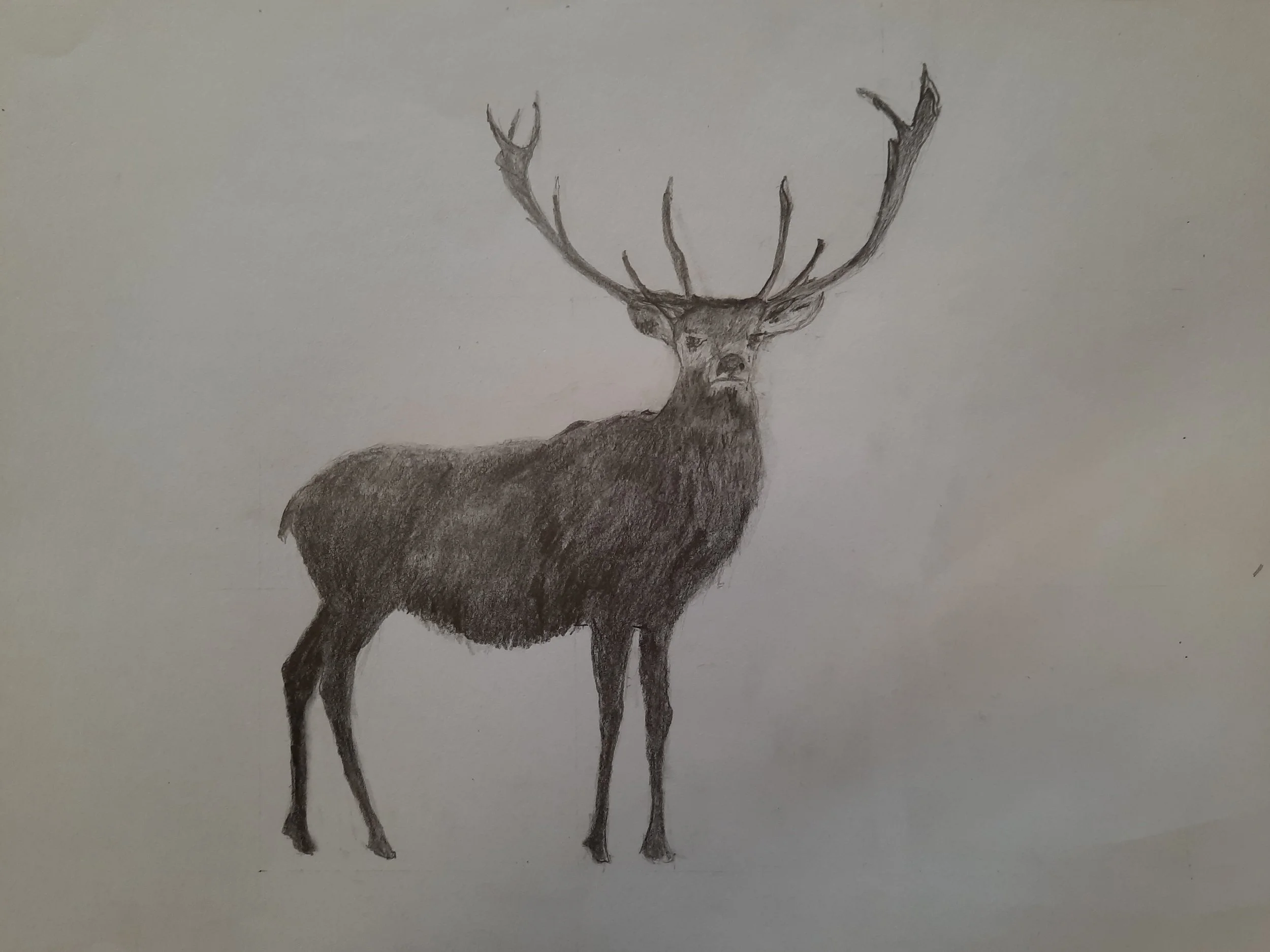 A pencil drawing of a majestic elk with large antlers standing on a blank background.