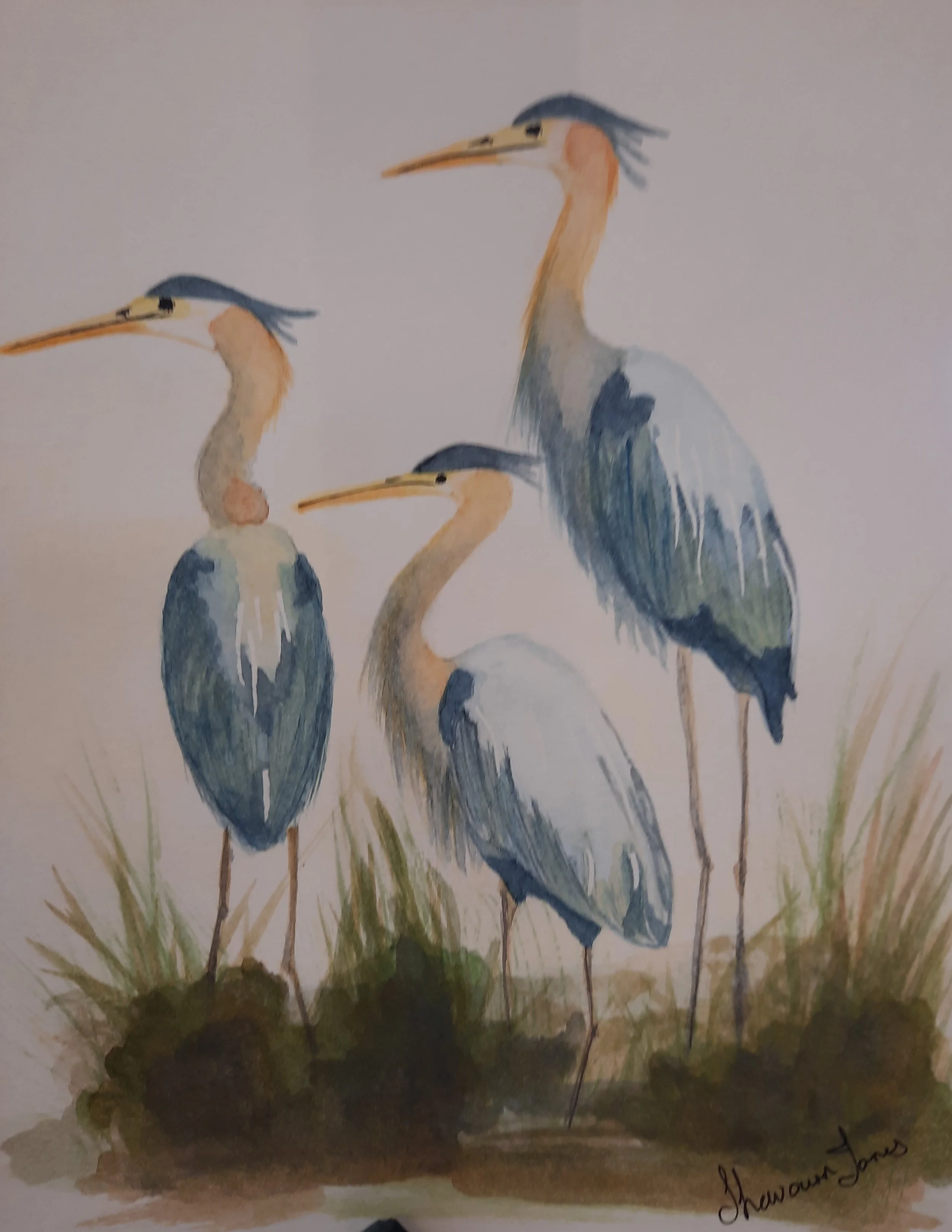 Watercolor painting of three herons standing in tall grass.