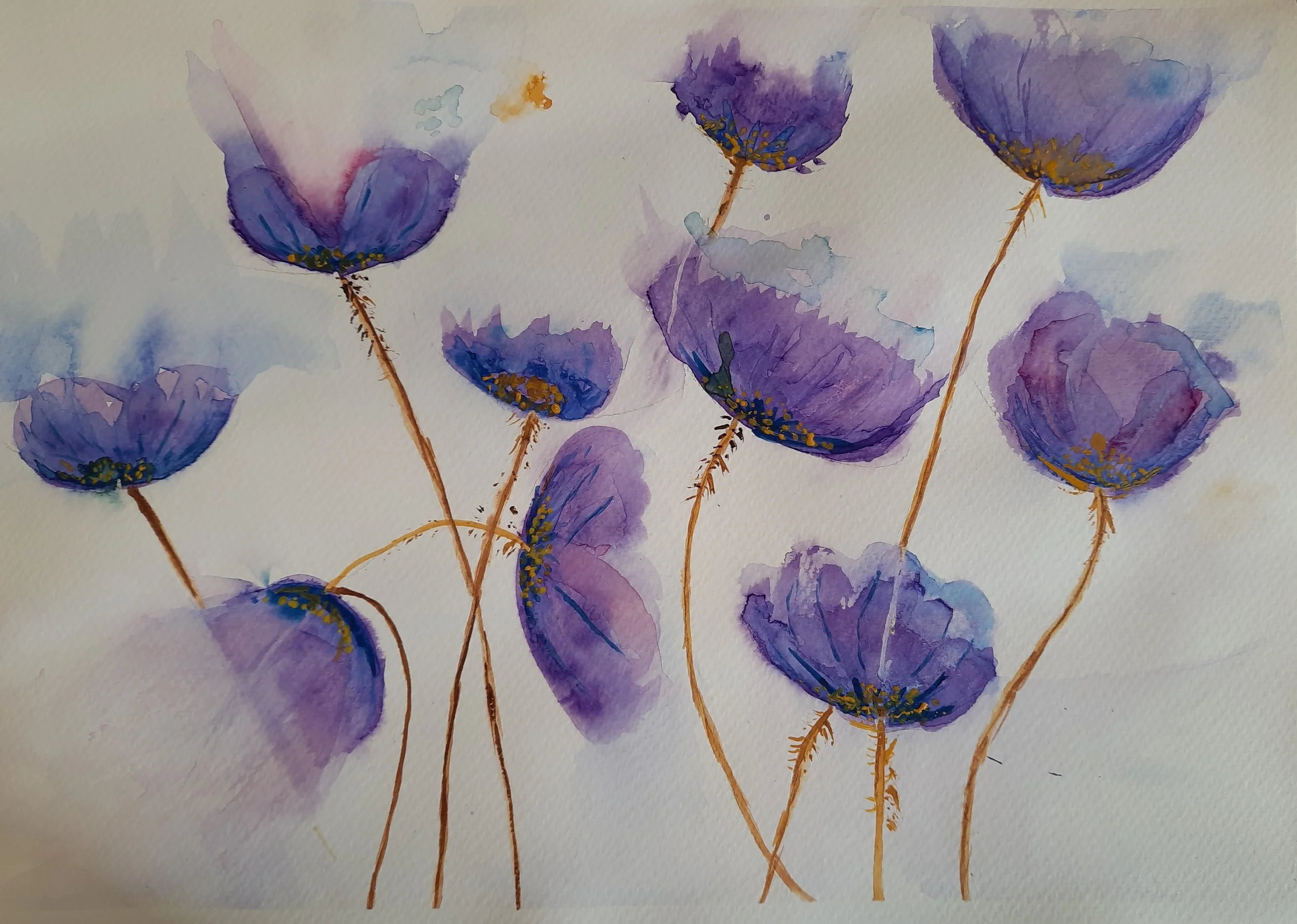 Watercolor painting of purple poppy flowers with yellow centers on thin, brown stems against a light background.