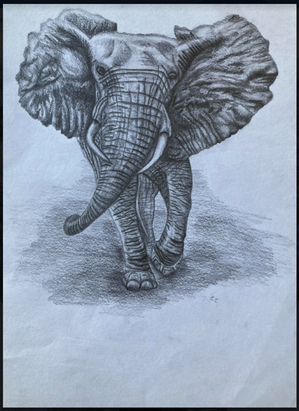 A detailed pencil drawing of an elephant walking towards the viewer, with large ears, trunk, and tusks.