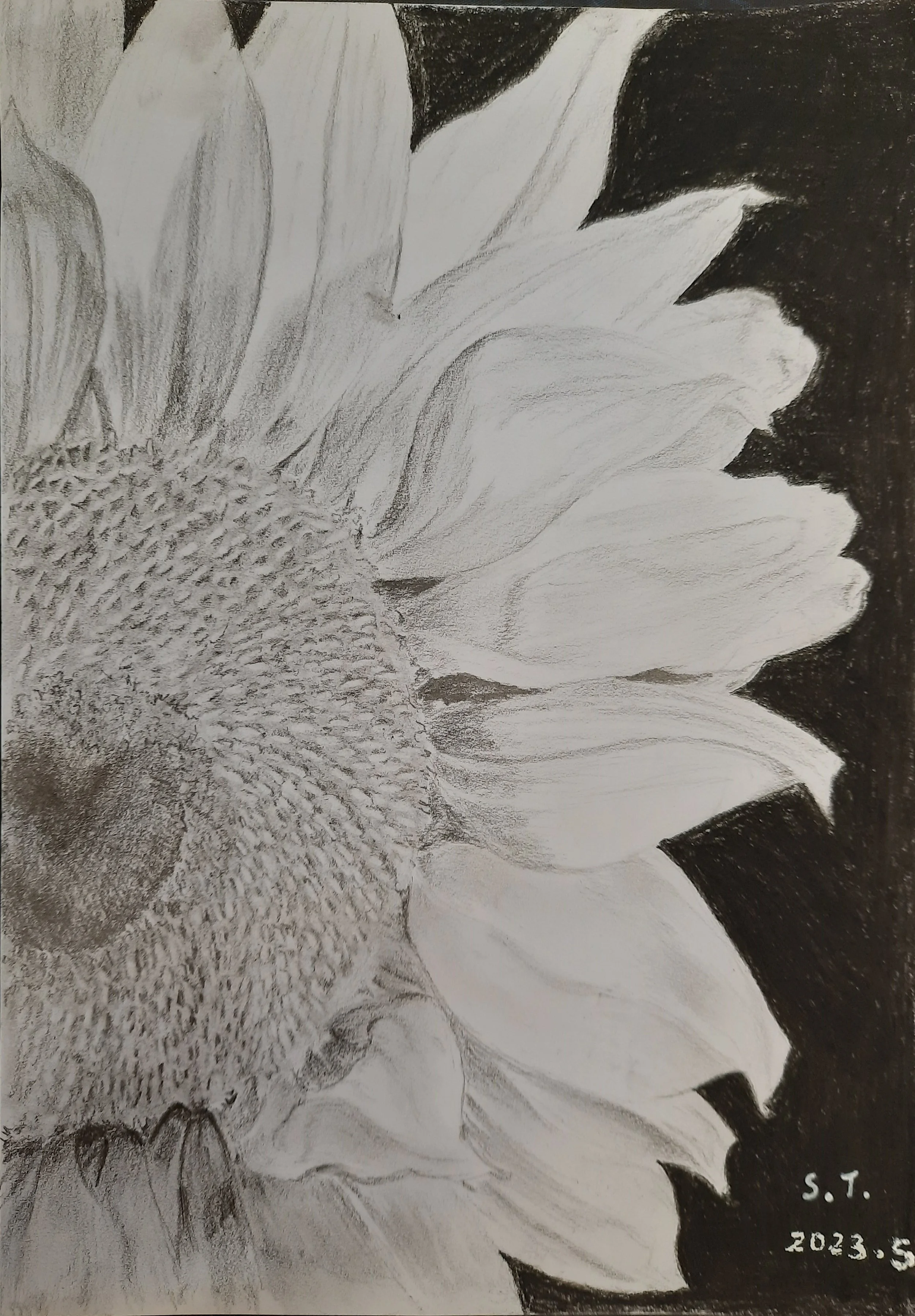 A detailed pencil drawing of a sunflower, showing the large, textured center and broad petals against a dark background. The artist's initials 'S. T.' and the date '2023.5' are inscribed in the bottom right corner.