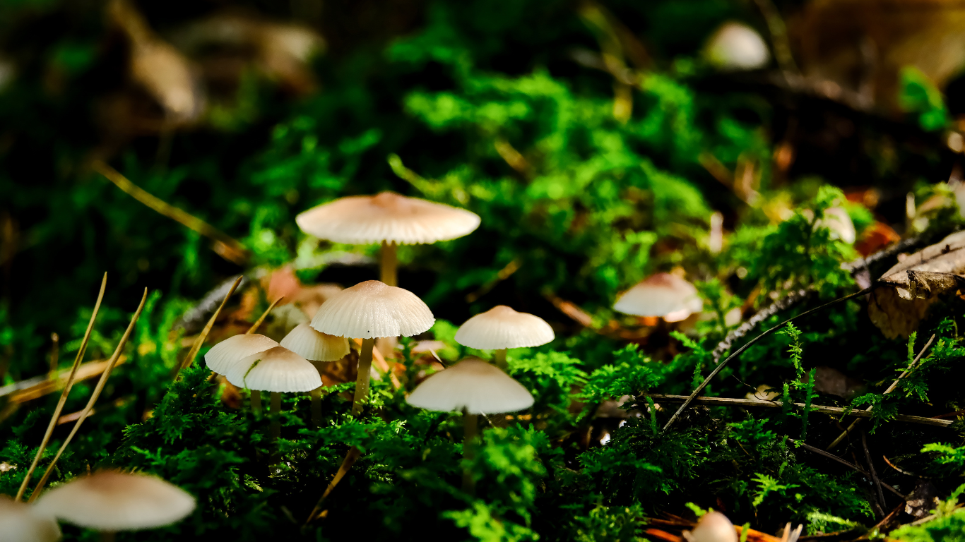 Should You Start a Human Composting Business in Portland? Probably Not