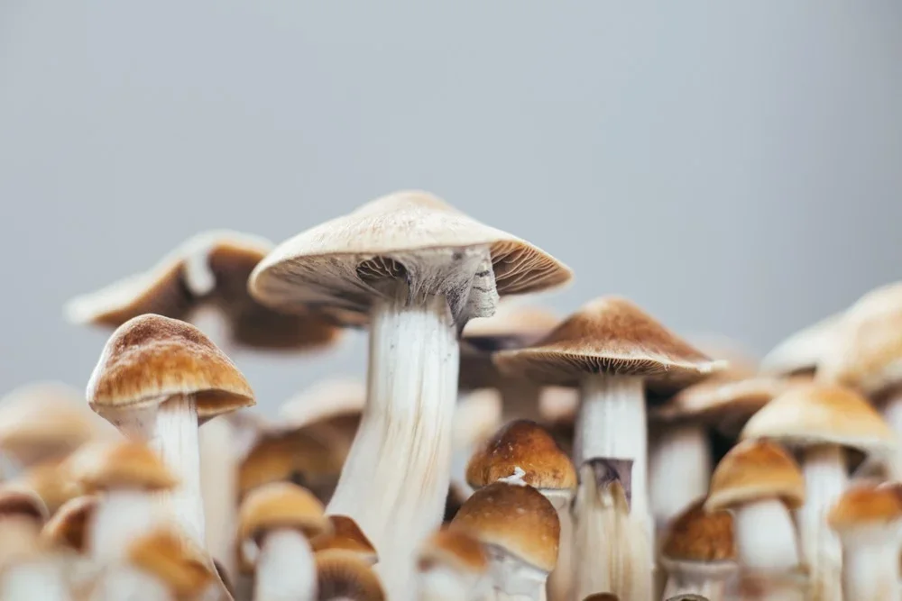 NMHA-Compliant Psilocybin Practicum