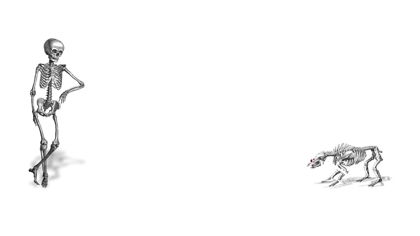 The word Marrowbones flanked by a human skeleton on one side and a dog skeleton on the other. The dog is worrying the letter 'n'.