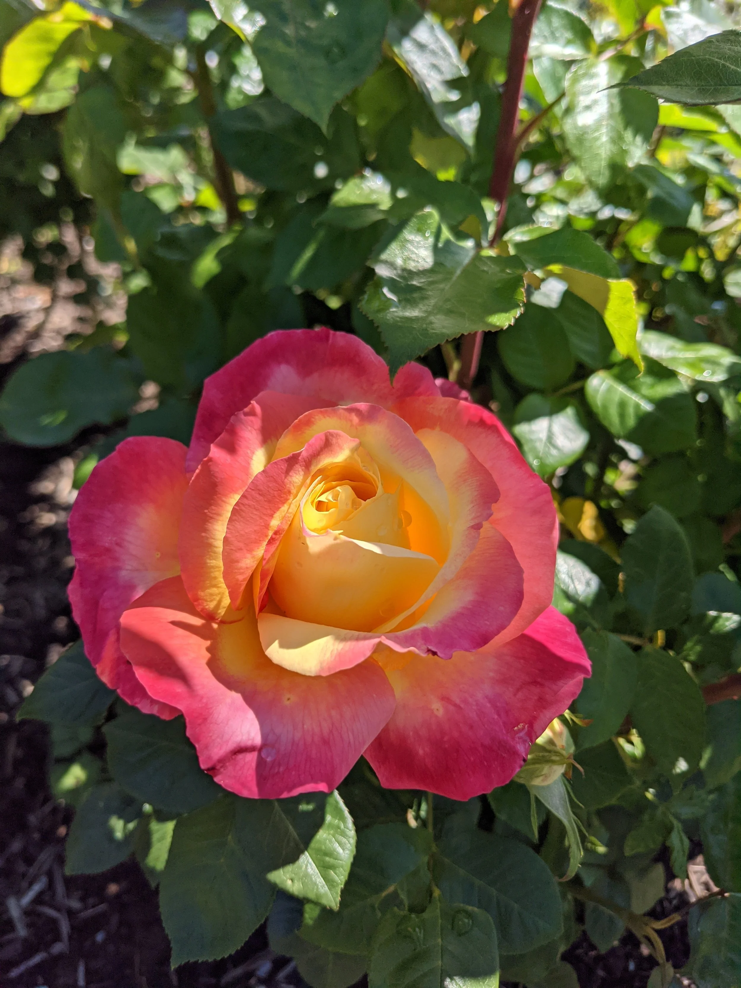 A two-tone rose with yellow and pink petals surrounded by green leaves.
