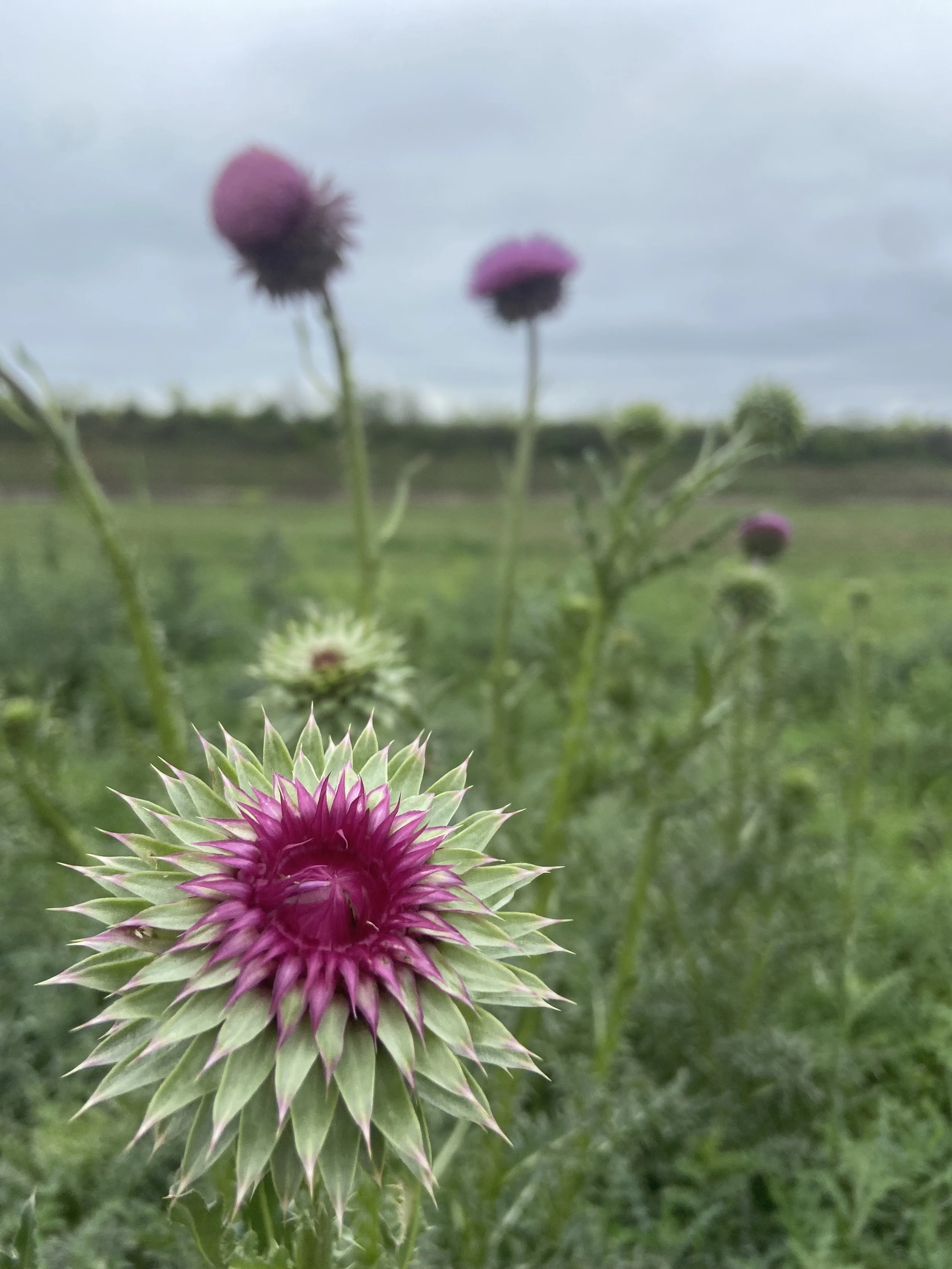 Close-up of a pink and green thistle flower in a field of other thistle flowers under a cloudy sky.