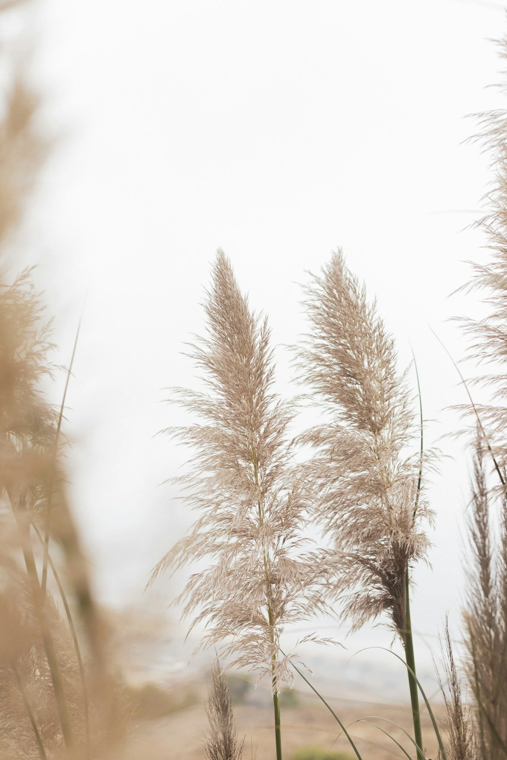 Beige soft plants with clear background
