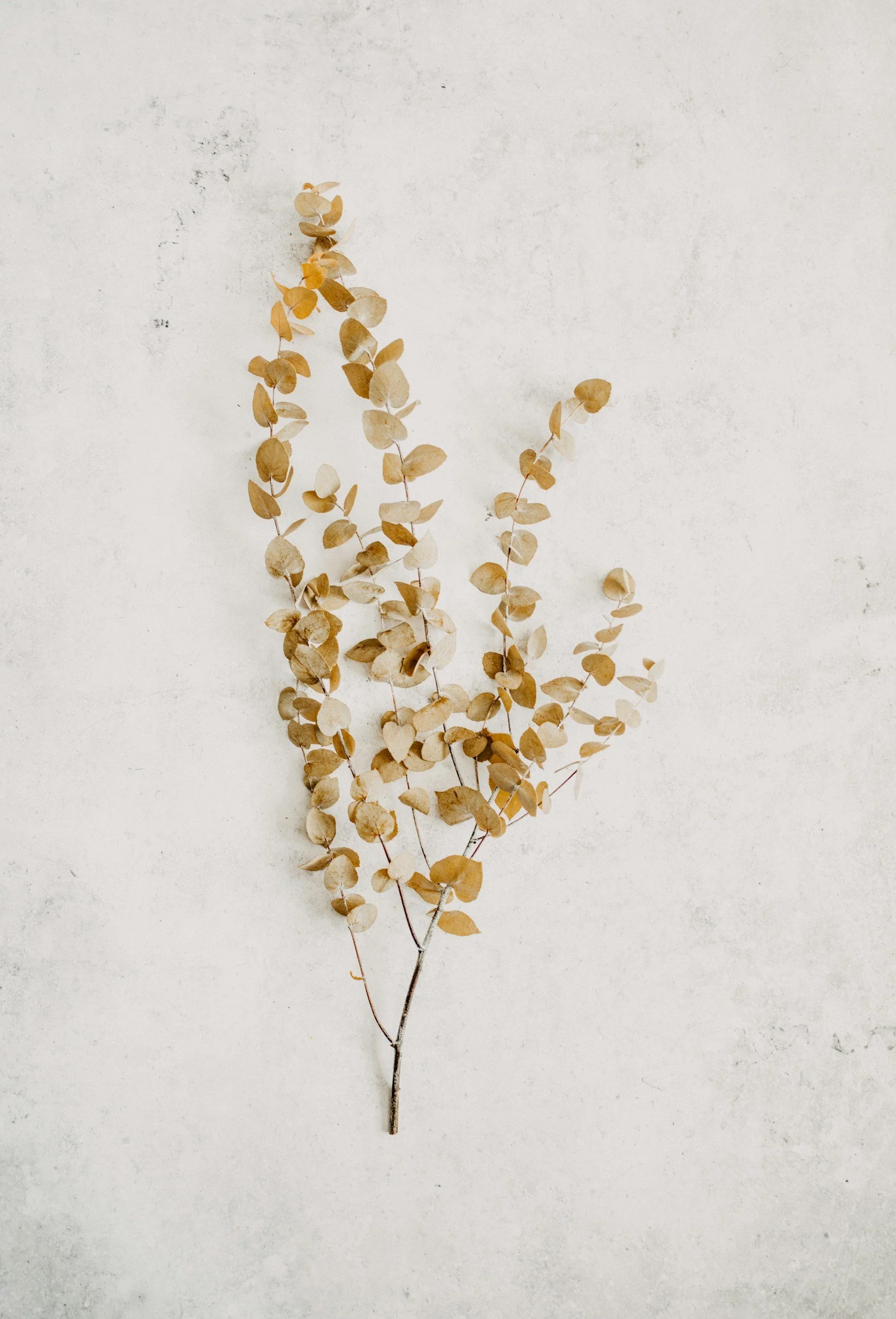 beige plant with soft texture background