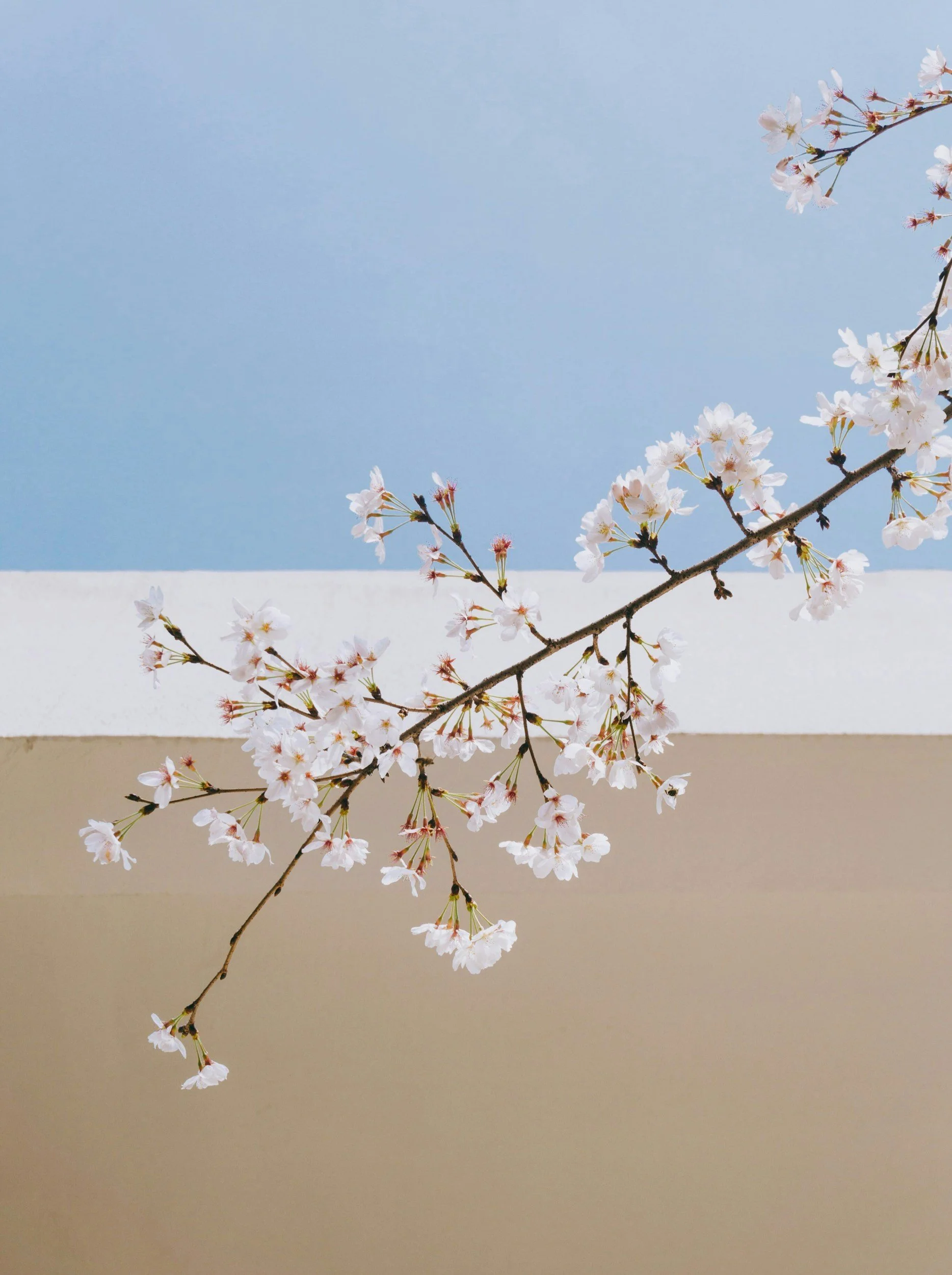 Blue, white, and beige striped background, with cherry blossom overlaying in the center