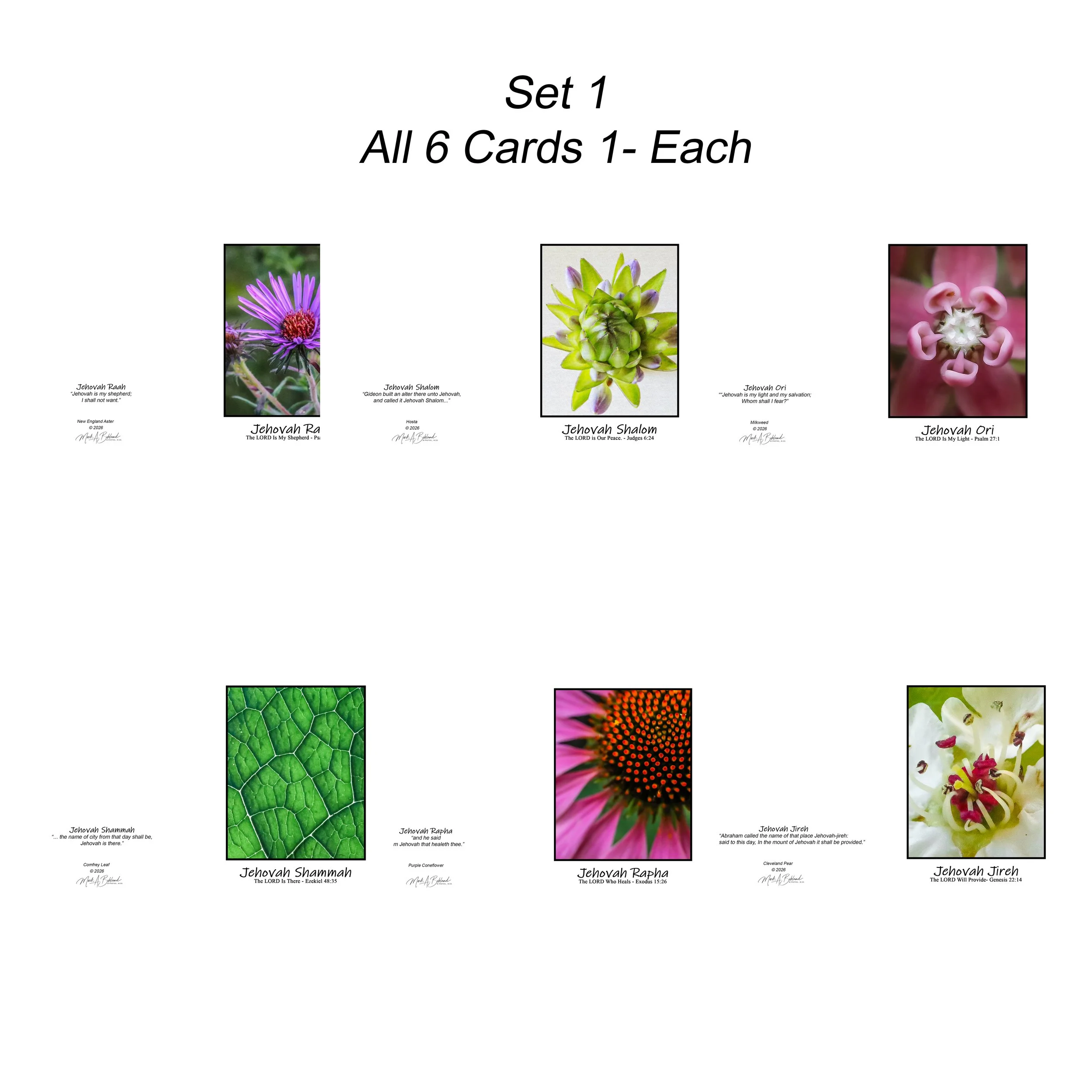 NOG I Set 2 - Boxed Set of Six Cards One Of Each Design - 5x7 Inch Greeting Cards With Envelopes