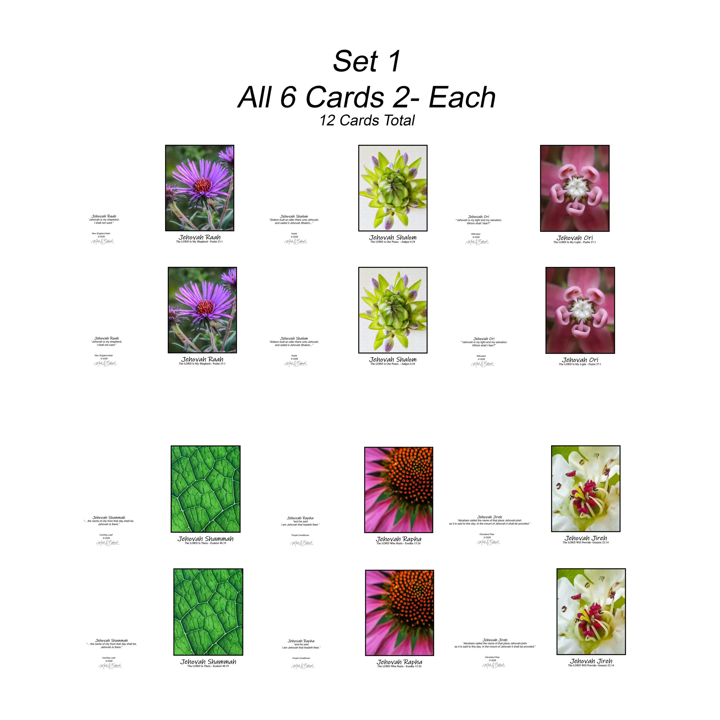 NOG I Set 4 - Boxed Set of Twelve Cards Two Of Each Design - 5x7 Inch Greeting Cards With Envelopes