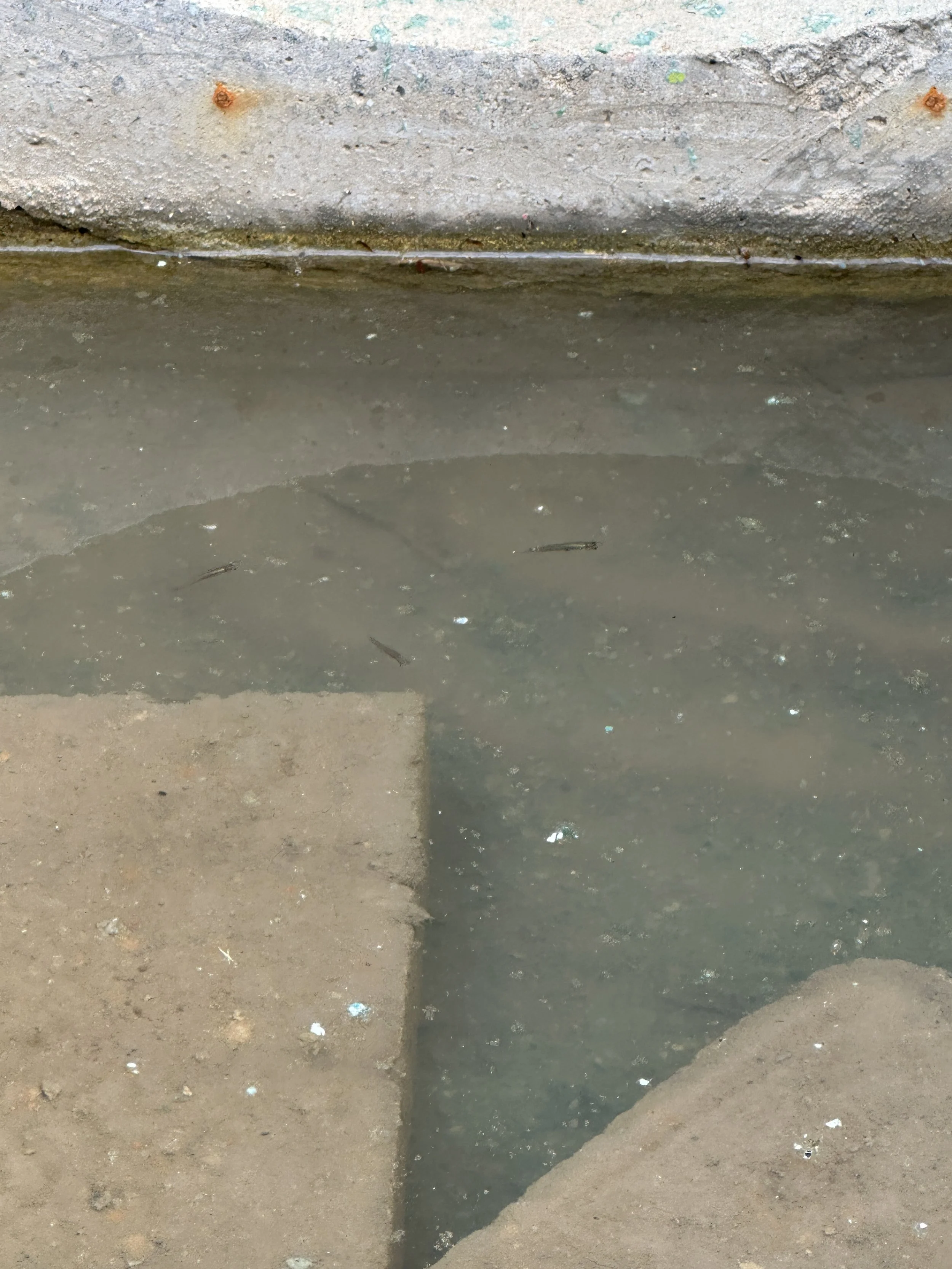 New fish arriving in freshly dug pond