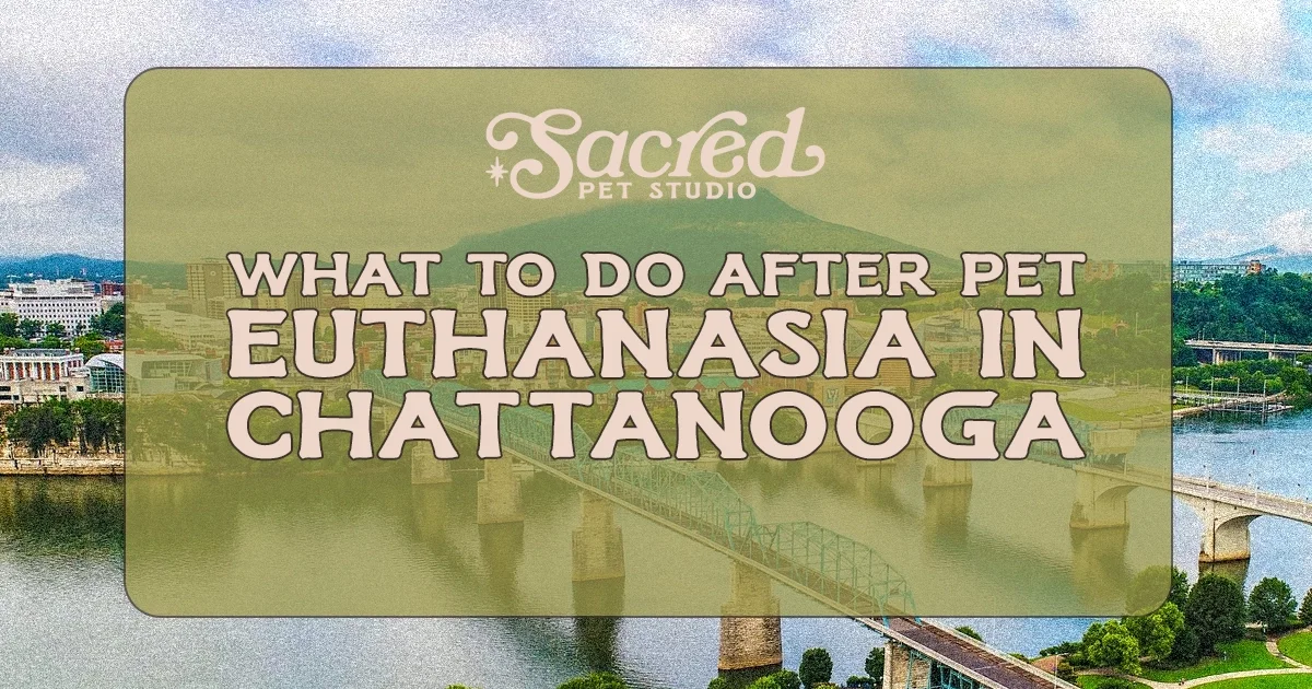 Compassionate Pet Aftercare in Chattanooga, TN and Surrounding Areas