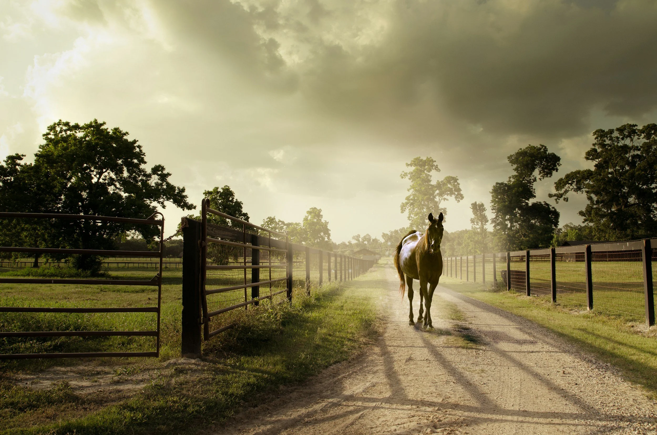 A horse walking along a dirt path with fences on both sides under a cloudy sky, with trees in the background.