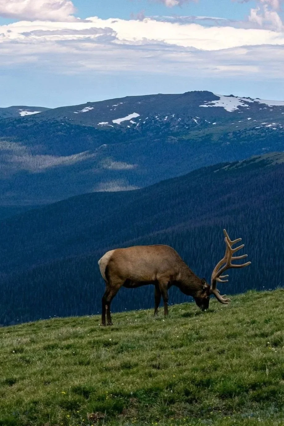 A moose grazing on grass in a mountainous landscape with snow-capped peaks and a cloudy sky.