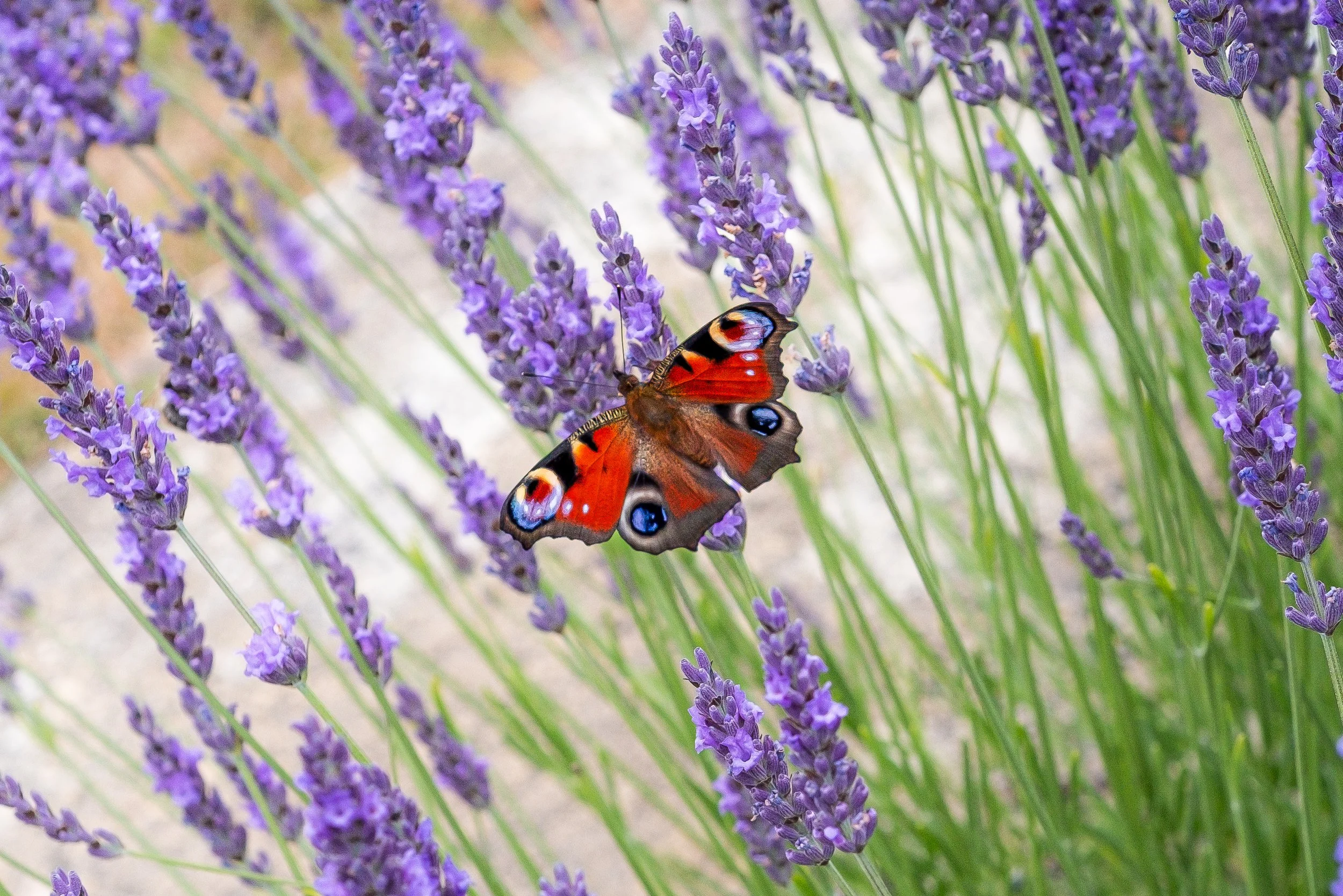 A colorful peacock butterfly perched on lavender flowers in a garden.