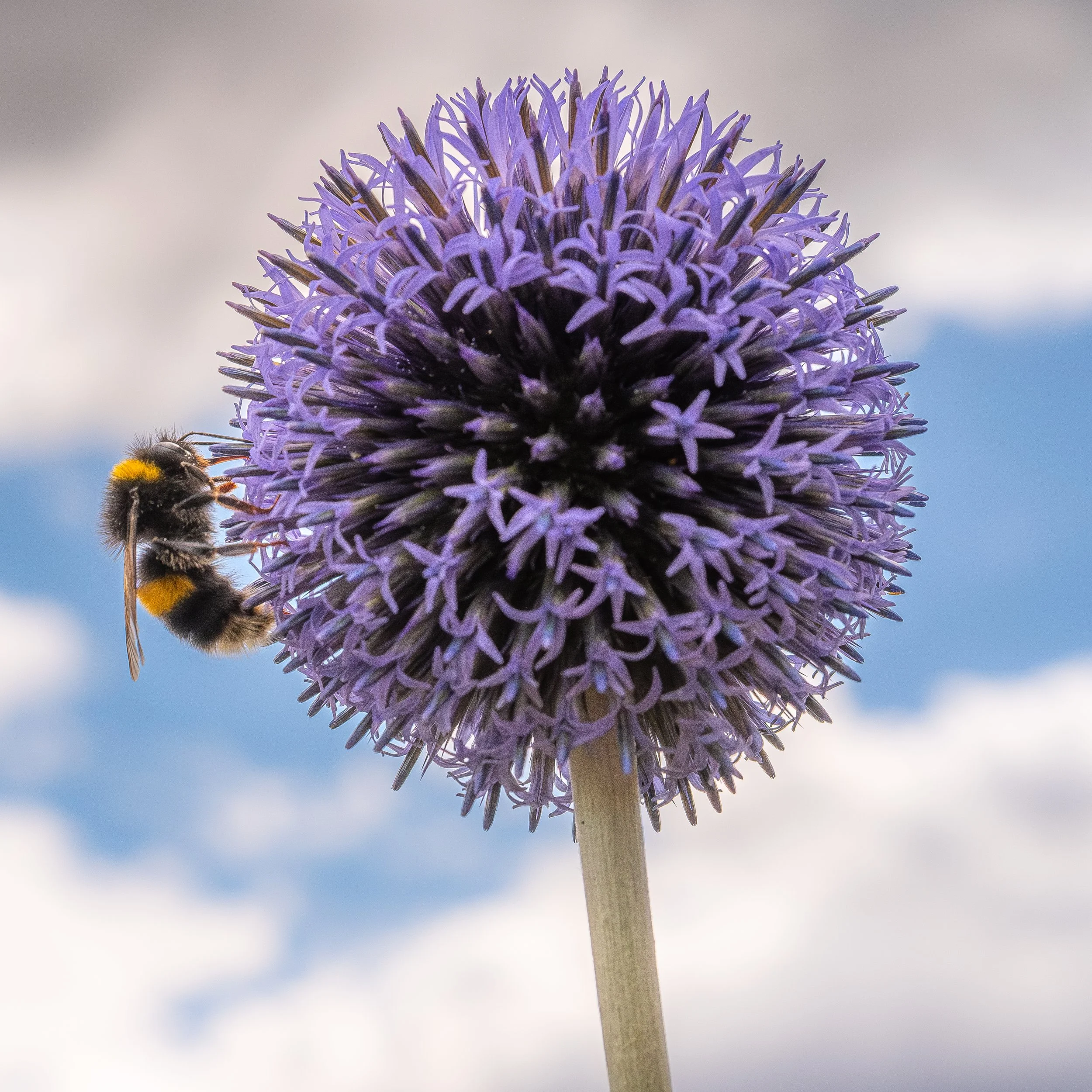 Close-up of a purple, spherical flower with a bee collecting nectar on its side against a cloudy sky background.