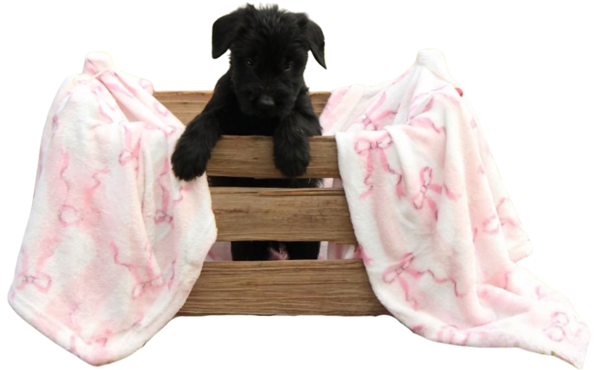 A black puppy with floppy ears looking over the edge of a wooden crate, surrounded by soft pink towels with bow patterns.