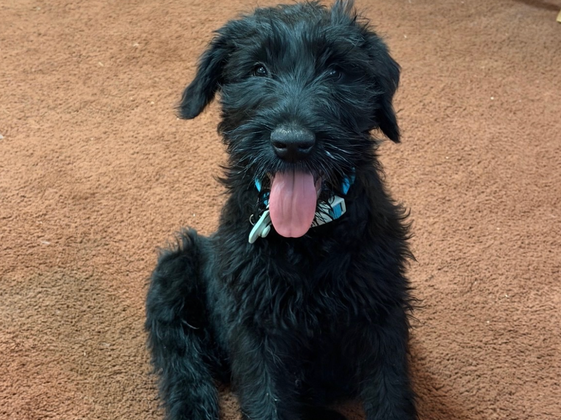 A black puppy with a fluffy coat sitting on a brown carpet, tongue out, wearing a blue collar.