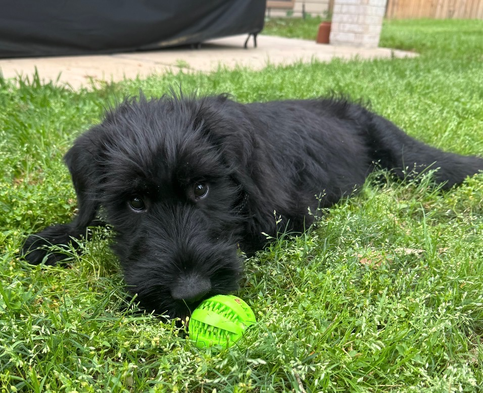 A black puppy lying on green grass with a green ball in front of it, outdoors in a backyard.