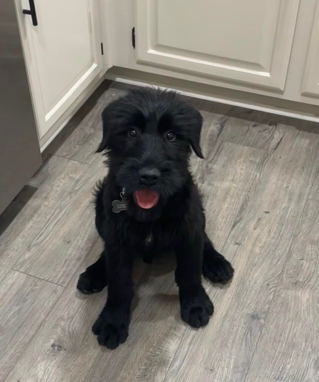 Cute black puppy sitting on a wooden floor in a kitchen, looking at the camera with its mouth open.