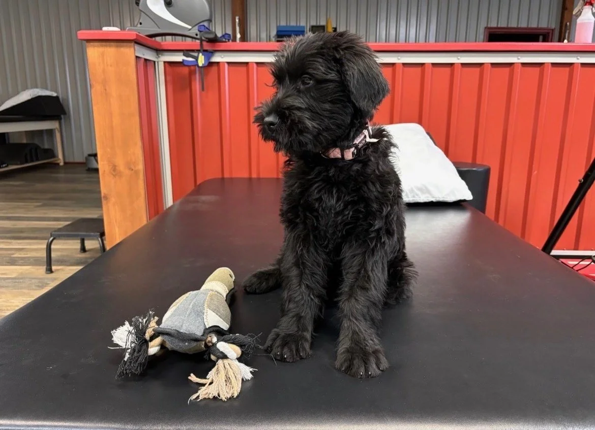 A black puppy sits on a dark table in a facility, with a toy nearby. The background includes a red and wood partition, shelves, and equipment.