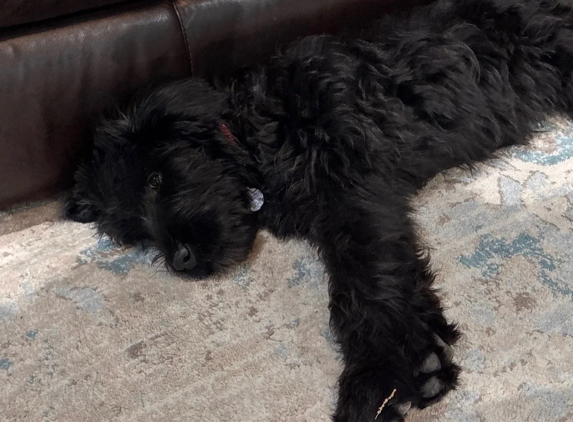 A black puppy lying on a light-colored rug next to a dark brown couch, stretching out on its side with one paw extended forward.