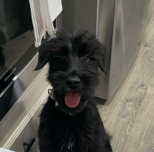 A small black dog with a scruffy coat and floppy ears, sitting on a wooden floor in front of a kitchen oven with its tongue out.