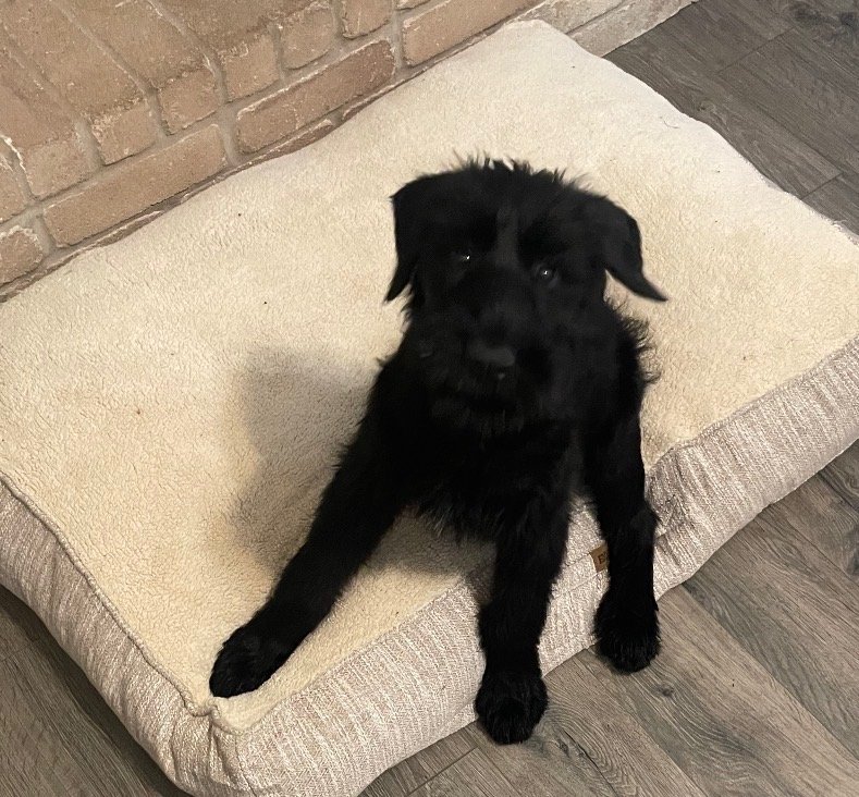 A small black dog sitting on a beige cushion with a brick wall and wooden floor in the background.