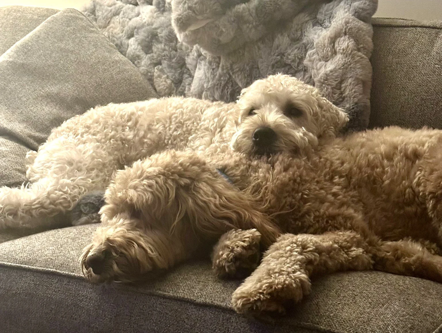 Our dogs, Sheffield and Willow, enjoying a snooze on the couch.