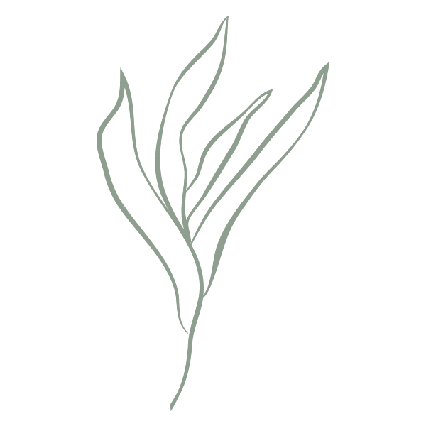 A simple line drawing of a small plant with elongated leaves