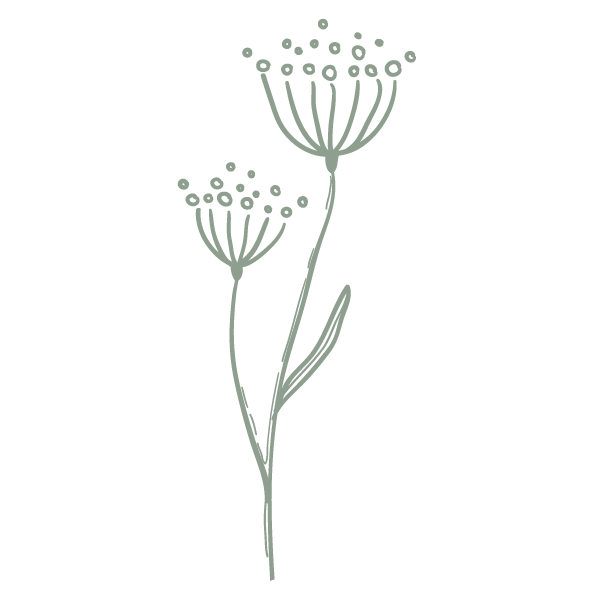 Illustration of two simple flowering plants with small round flowers and thin stems.