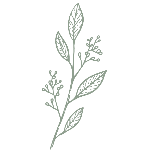 A simple illustration of a leafy plant with small berries or buds, drawn in light green on a black background.