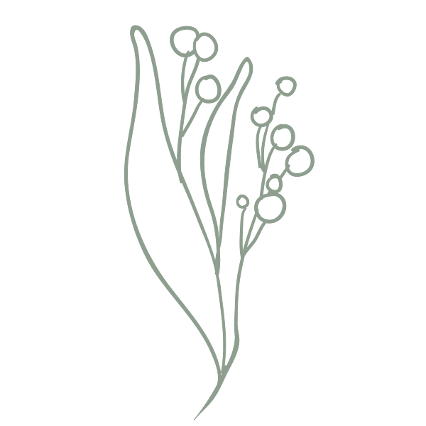 Line drawing of a sprig with multiple small round berries or buds on long, slender stems.