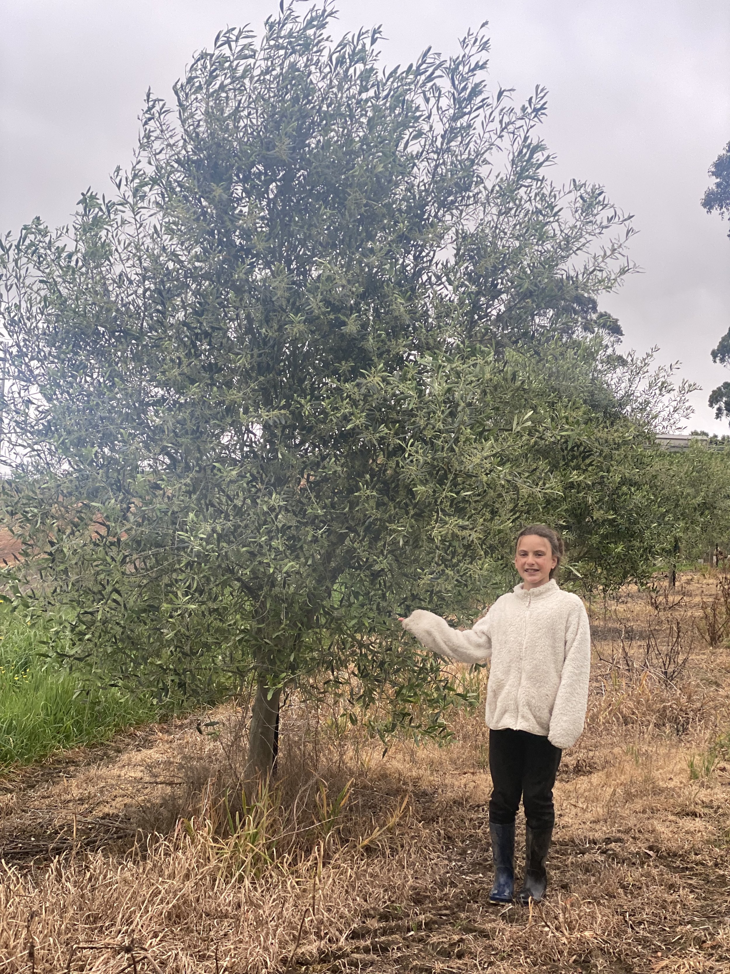 A young girl stands outdoors on dry grass, smiling and pointing to a small olive tree near her. She is dressed in a cream-colored fleece jacket and black pants, wearing rubber boots, in a rural or farm setting with a cloudy sky overhead.